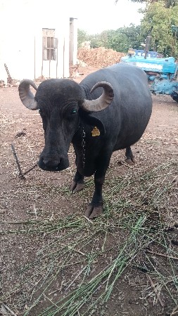 વેચવાની છે
