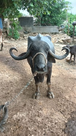 ભેંસ વેચવાની છે