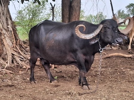 ભેંશ વેચવાની છે 97232.48251