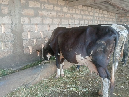 ગાય વેસવાની છે.