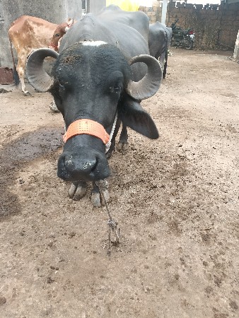 ભેસવાની