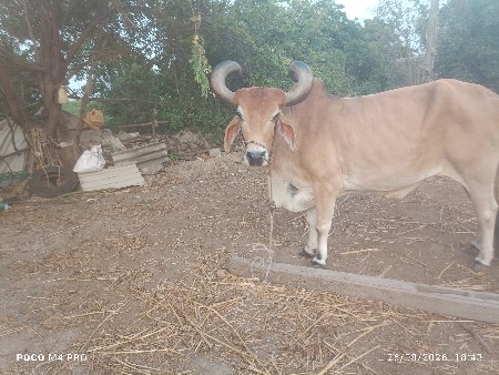 બરધ વેચવા નો છે
