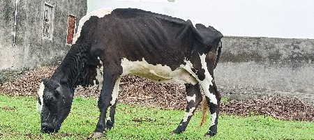 ગાય વેચવાની છે