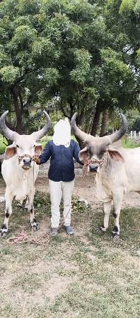 બળદ વેશવાના છે