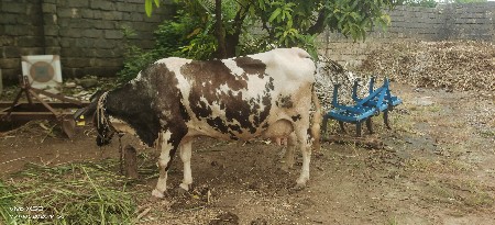 ગાય વેચવાની છે