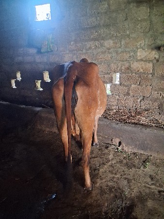 ગાય વેચવાની છે