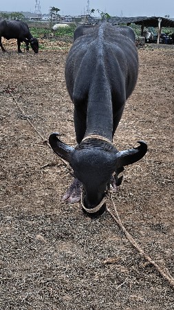 ખડેલી