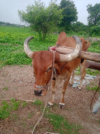 ghodhaala