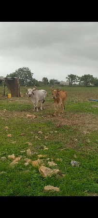 16000 રૂપિયા કિંમત છે ભાઈ તન વાવણી