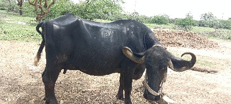 ભેંસ વેચવા ની છે