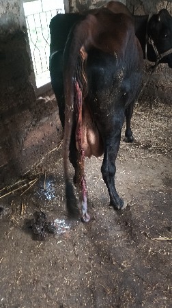 ગાય વેચવાની છે