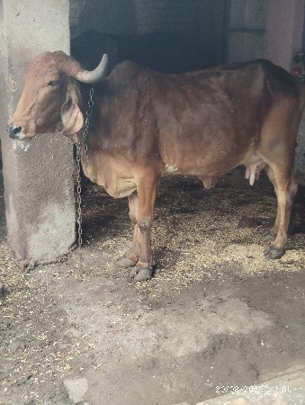 આ બે ગાયુ વેચવાની છે