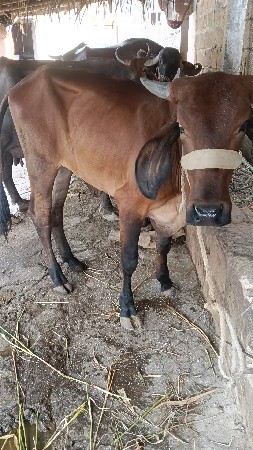 ગીર ક્રોસ હોડકી વેચવાની છે