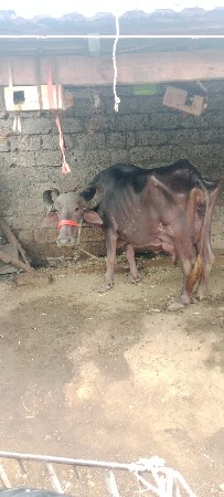 ભેશેવેશવાનીછેપાશમુવેતરછેદશદીની