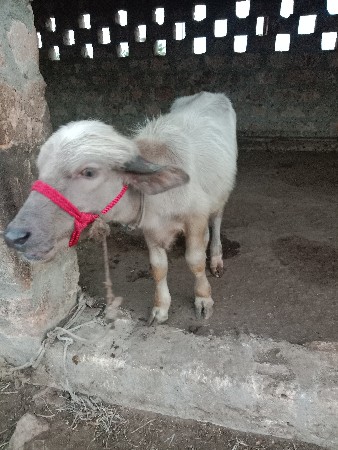pado vechvano chhe