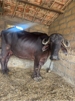 ભેંસ વેચવાની છે