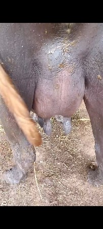 2 વેતર