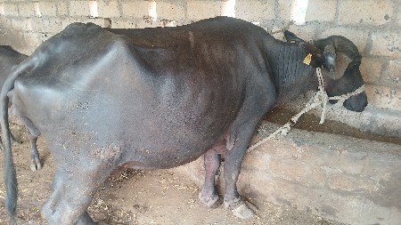 bhes vechvani che