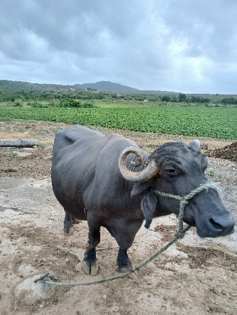 ભેસ 7 મહીના ની ગાભળ