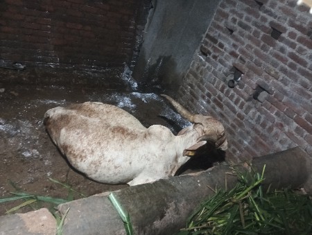 ગાય વેચવાની છે  તાજી વિહાયેલ