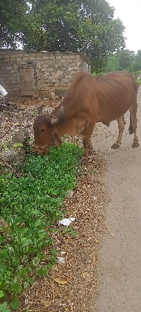 સોલંકી રામસિંહ મોં 6359235320
