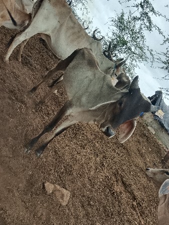 વઢીયારી વાછડી વેચવાની છે