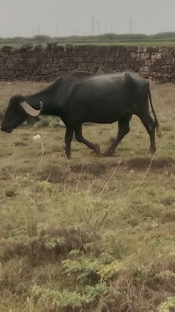 ભેંસ વેચવાની છે