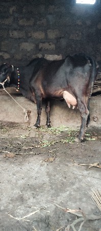 પેલુ વેતર છે