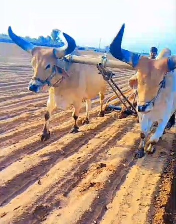 બરધ દેવાના સે મફત
