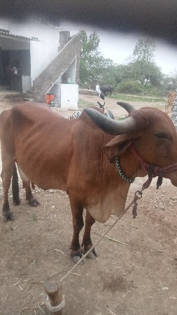 ગાયવેચવાનીસે