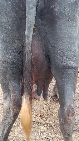 ભેંસ  વેચવાની છે