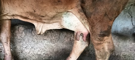 ગાય વેસવાનીસે બીજુવેતર