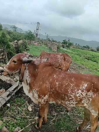 ચાર દાતે
