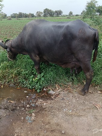 ભેંશ વેચવાની છે