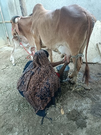 ગાય વેચવાની છે  સોન કપિલા