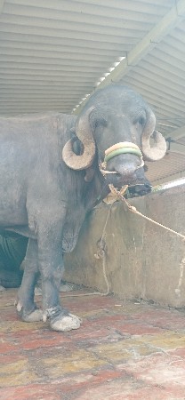પાડો