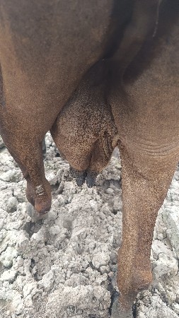 ગાયવેચવાની છે
