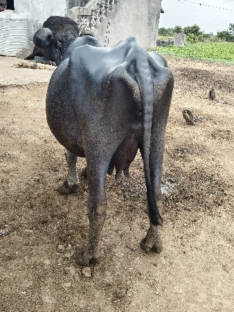 ભેસ વેચવા ની છે