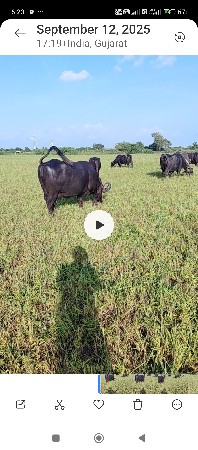 8 bhains bechwani se