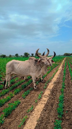 બળદ વેચવાના છે