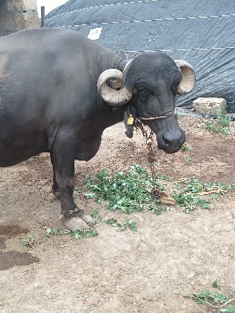 આ ભેંસ વેચવાની છે