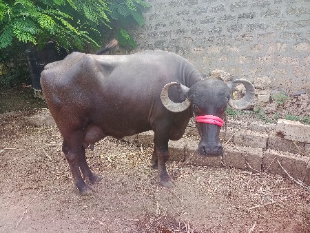 ભેંસ વેચવાની શે