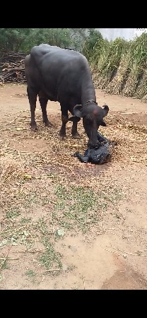 ભેસ વેસવાની છે