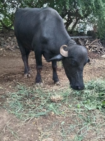 ખડેલી