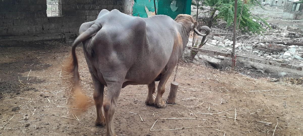 ભેશુ અને પાડા વેશવાના છે