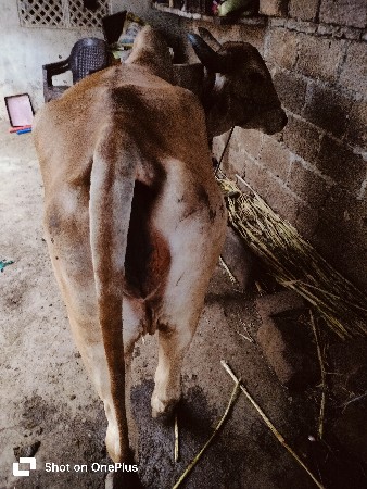 ગાય સોજી