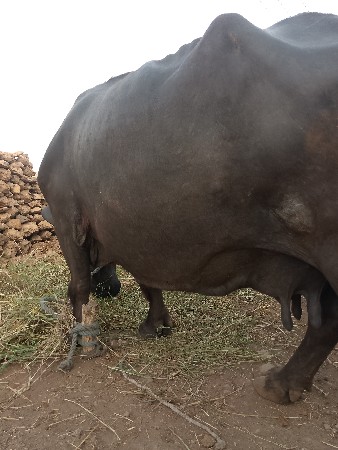ભેસ