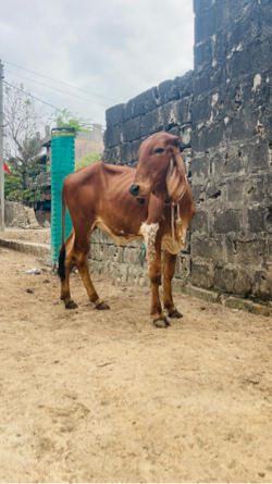 વાશડી વેશવા ની છે