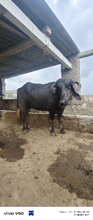 ખડેલી વેસવાની છે ઘાભણી