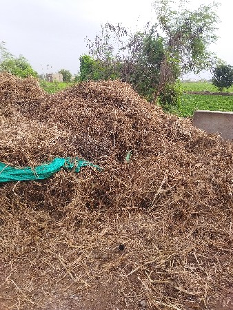ડારા